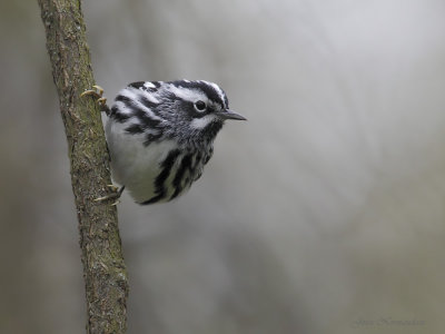paruline noir et blanc2 9395.jpg