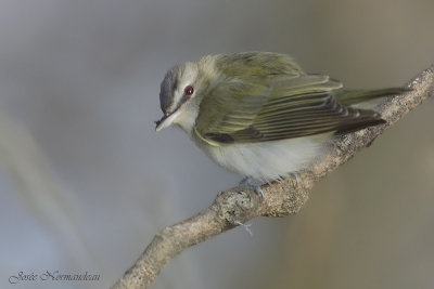 vireo aux yeux rouges2 7605.jpg