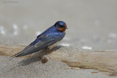 hirondelle rustique2 7965.jpg