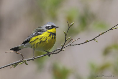paruline a tete cendree2 9596.jpg