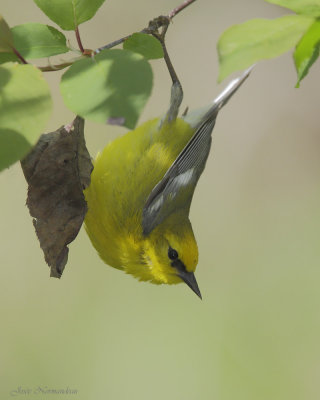 paruline a ailes bleues2 8326.jpg