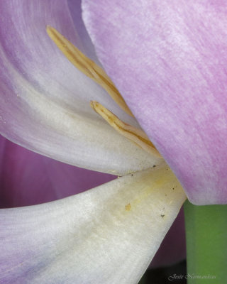 tulipeB3 8655.jpg