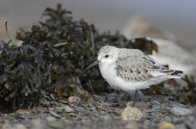 sanderling2 4531.jpg