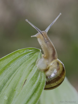 escargot2 0211.jpg