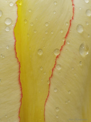 tulipe2 0425.jpg