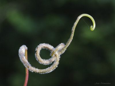 spirale2 1914.jpg