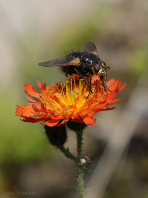 mouche sur eperviere2 6502.jpg