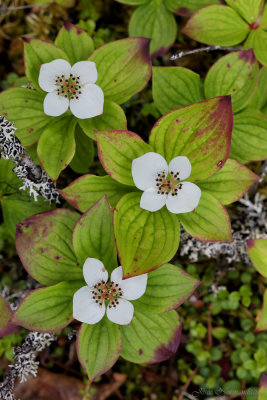 Flore et macrophotographie