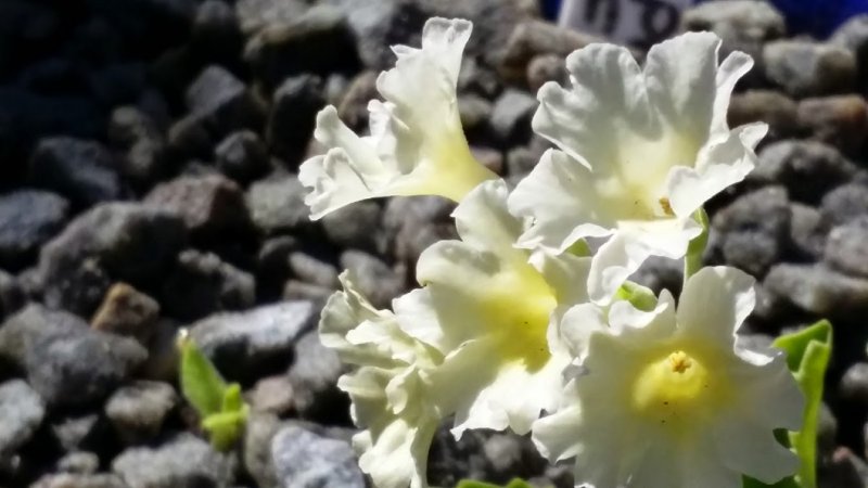 Primula X Allionii Creme Viscaria