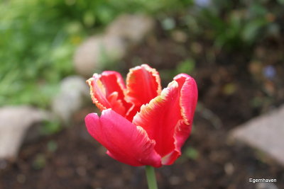 Tulipa Rai