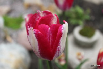Tulipa Hotpants