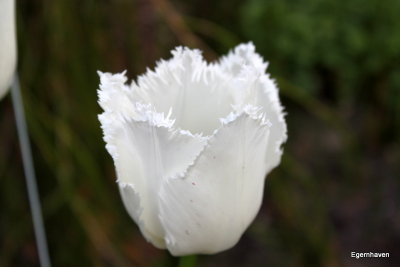 Tulipa White Swan