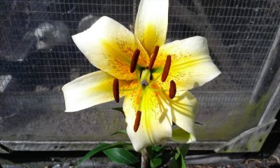 Lilium Mister Cas