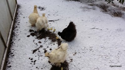 Vinter høns
