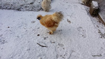 Our Silky & Antwerpen Chickens ( Vores Silkehns & Antwerper ) Gallery