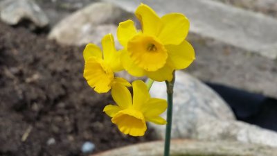 Narcissus assoanus