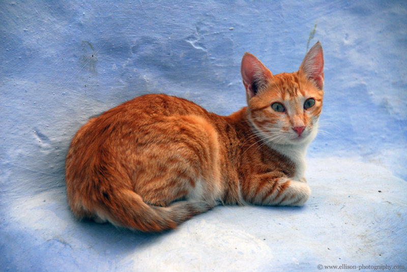 Morocco's street cats