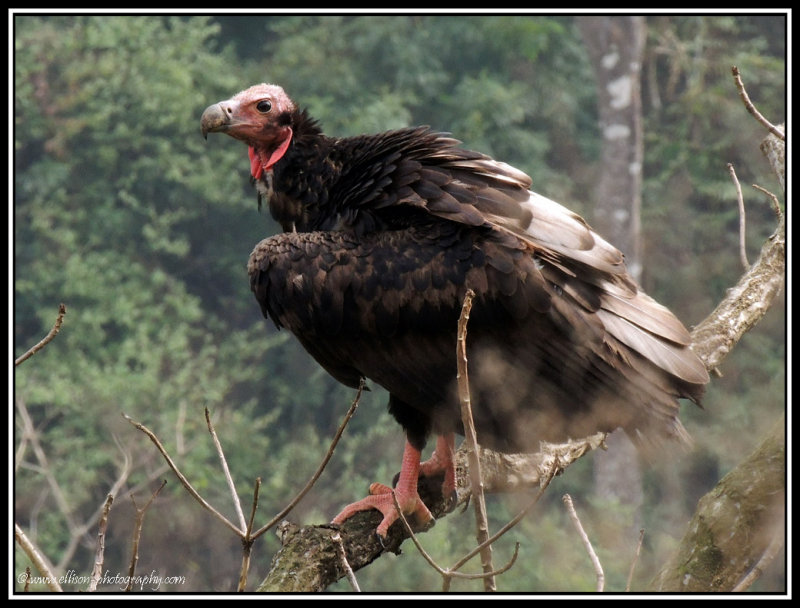 Red-headed Vulture