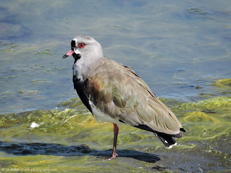 southern lapwing