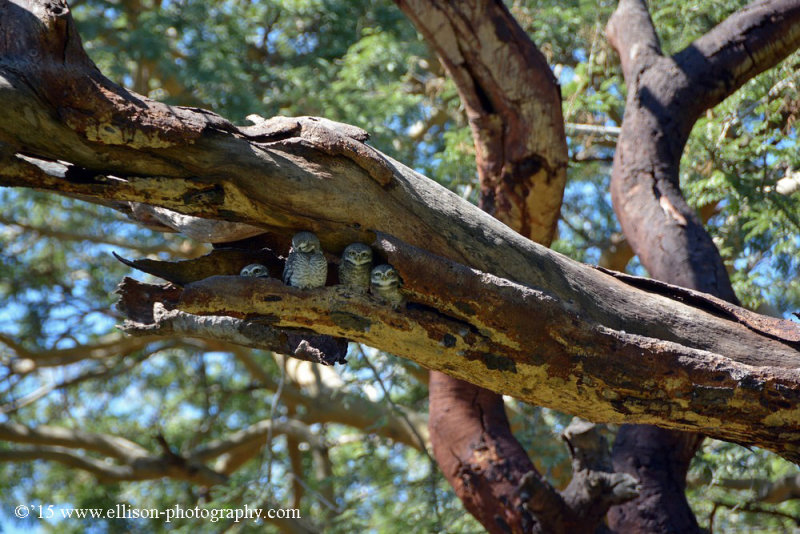 Spotted Owl family