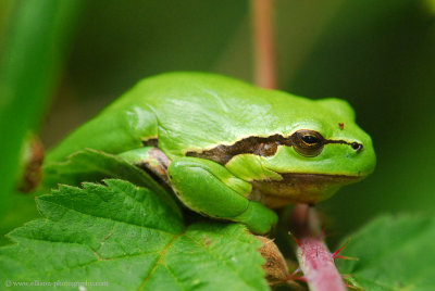 european treefrog