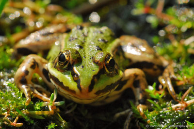 Green Frog