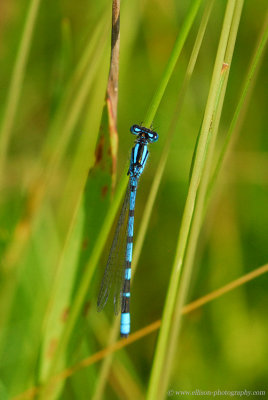 variable damselfly