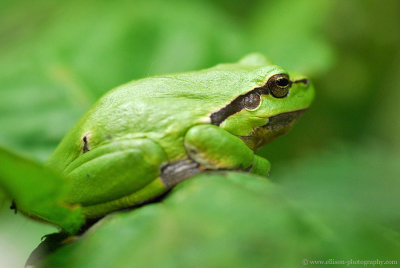 european treefrog