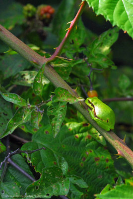 european treefrog