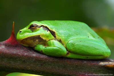 european treefrog