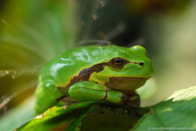 european treefrog