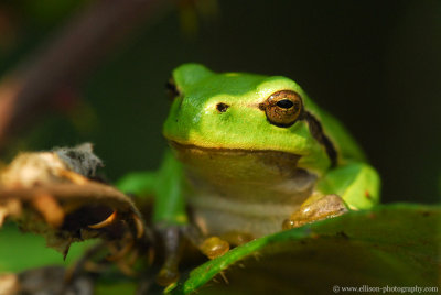 european treefrog