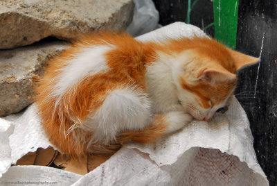 Morocco's street cats