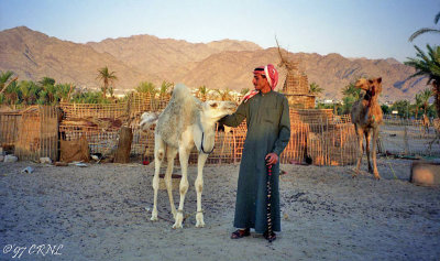 Aqaba bedouin camp