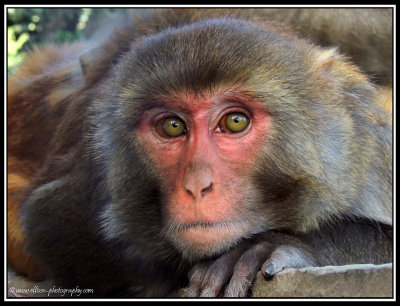 Monkeys of Swayambhunath Temple
