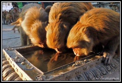 Macaques drinking at Swayambhunath