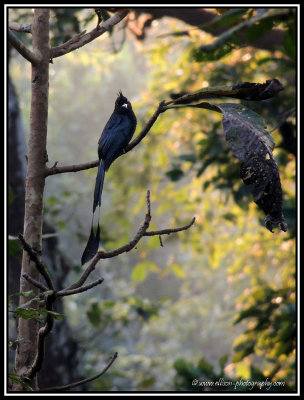 Birds & Wildlife of Nepal