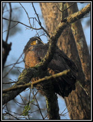 Crested Serpent Eagle