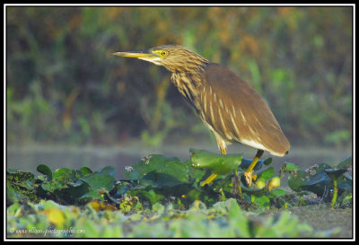 Indian Pond Heron