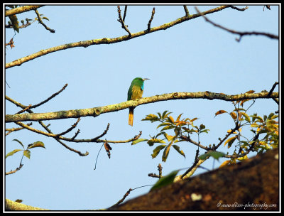 Blue-Bearded Bee Eater