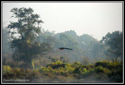 the flying peacock