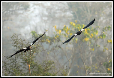 Cranes