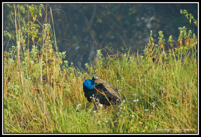 Indian Peafowl