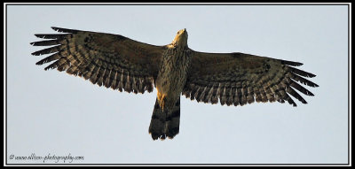 Honey Buzzard