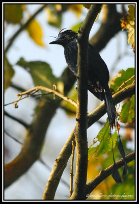 Racket-tailed Drongo