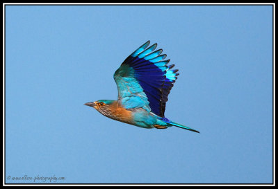 Indian Roller