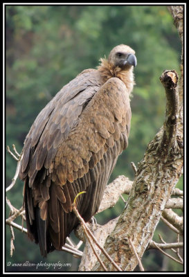 Long-billed Vulture