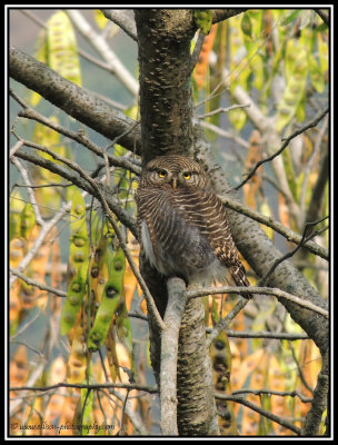 Jungle Owlet