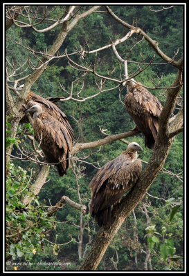 vultures