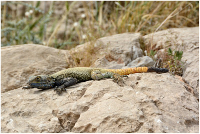 large-scaled rock agama 